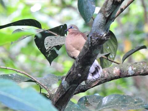 Image of brown dove