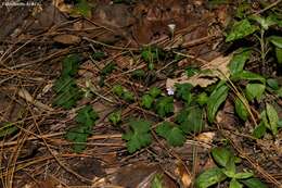 Imagem de Geranium seemannii Peyr.