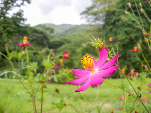 Image of wild cosmos