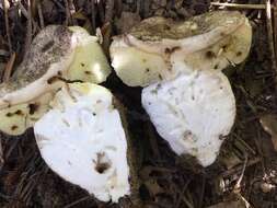 Sivun Boletus subalpinus (Trappe & Thiers) Nuhn, Manfr. Binder, A. F. S. Taylor, Halling & Hibbett 2013 kuva