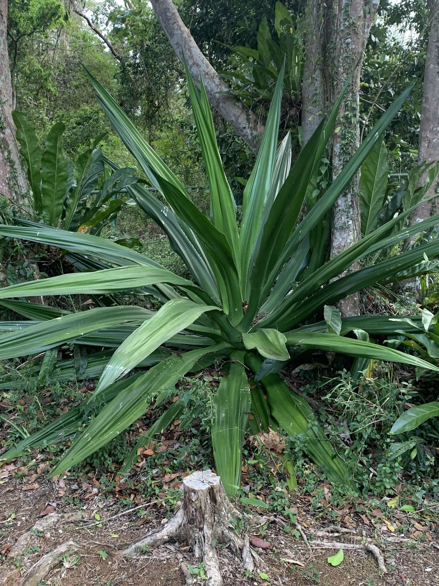 Furcraea tuberosa (Mill.) Aiton的圖片