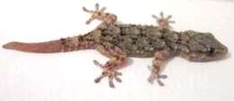 Image of Common Wall Gecko