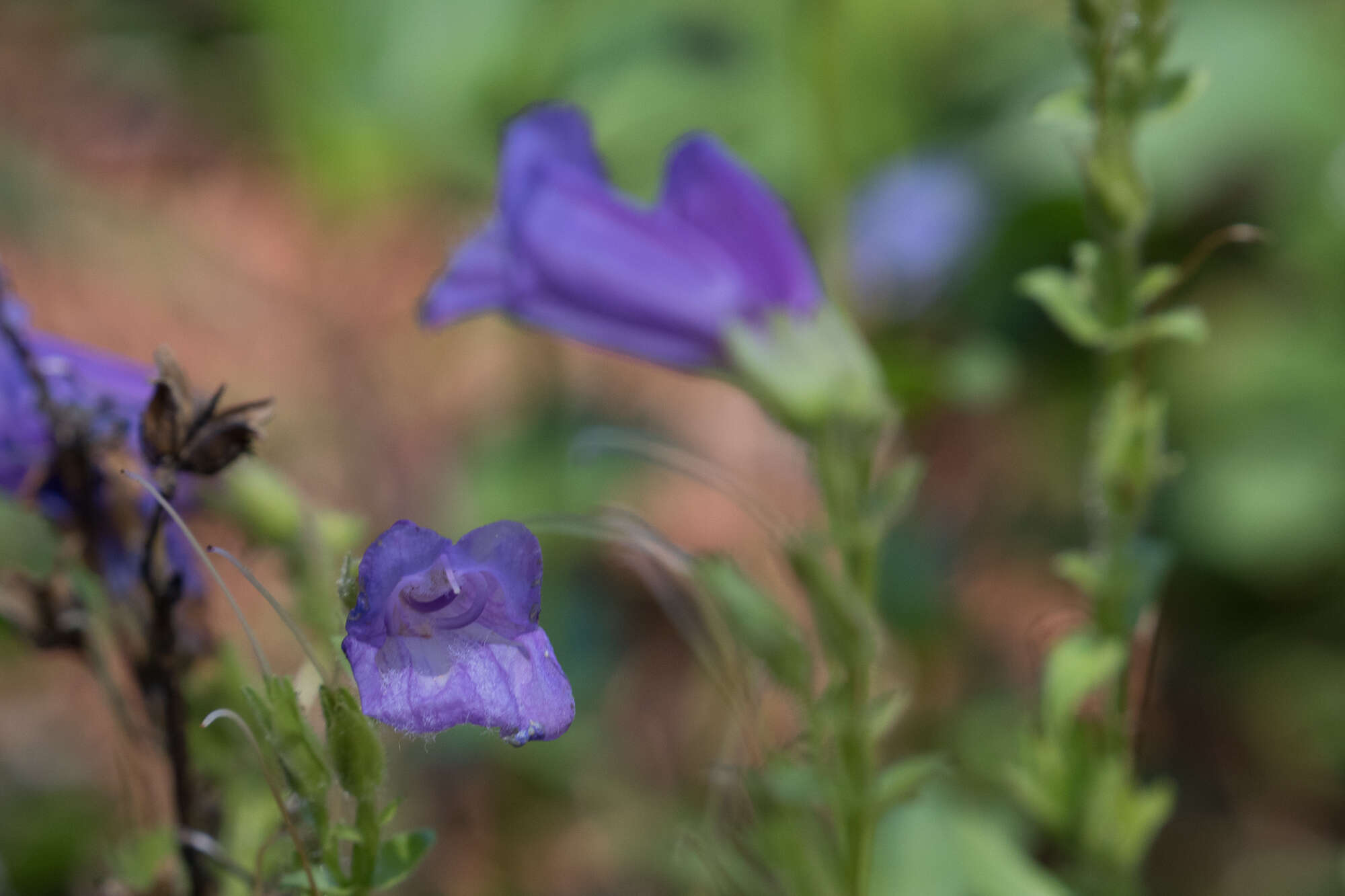 صورة Penstemon cardwellii Howell