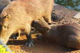 Image of Capybaras