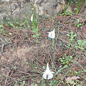 Image de Narcissus cantabricus DC.