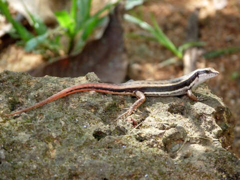 Image of Dussumier's Forest Skink