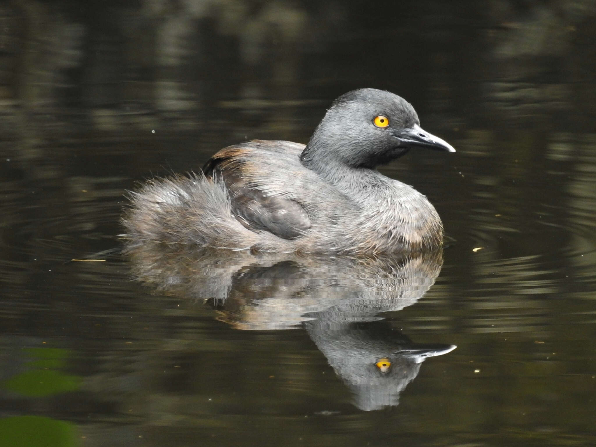 Image de Tachybaptus dominicus dominicus (Linnaeus 1766)