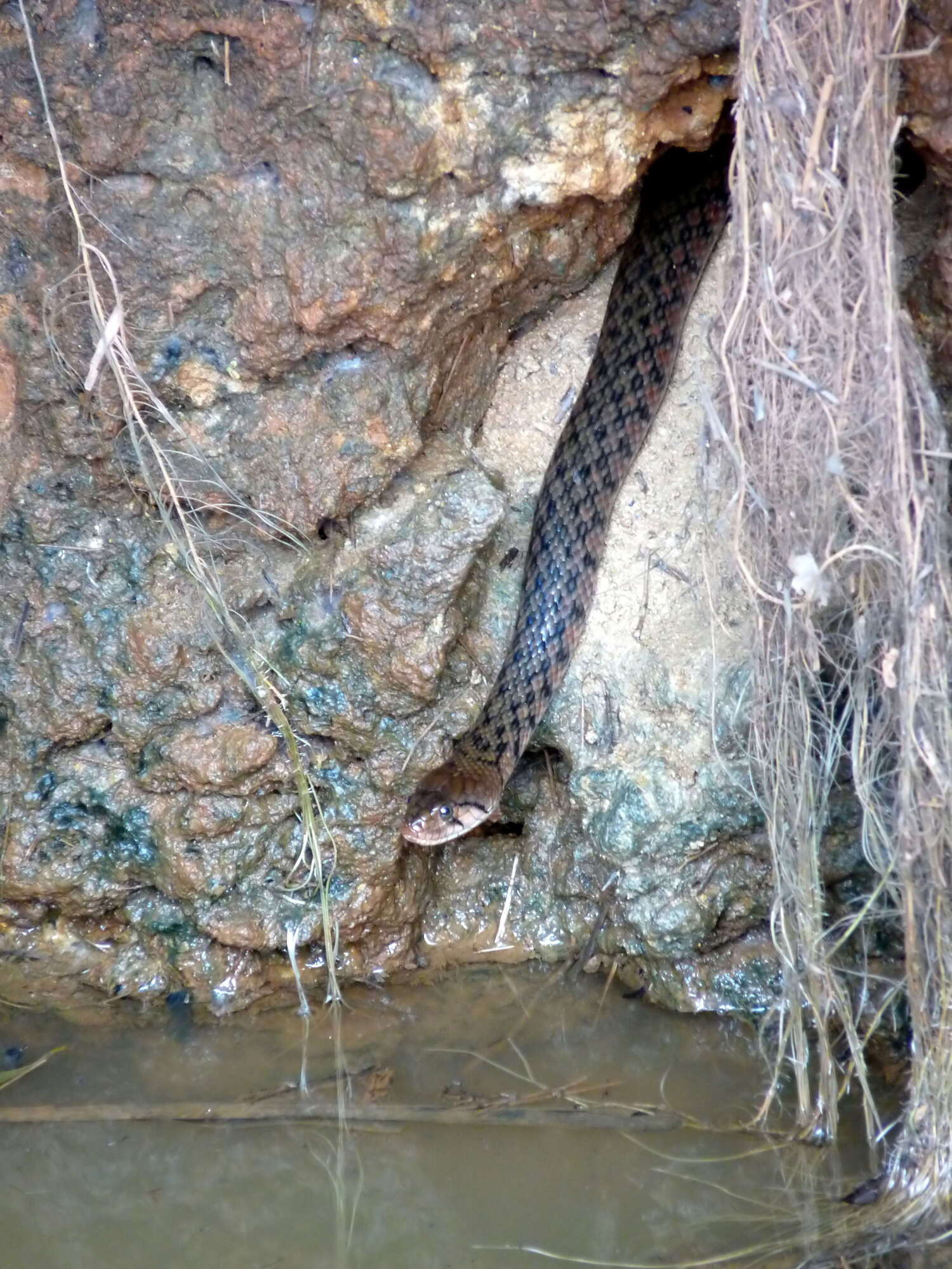 Image of Checkered Keelback Snake