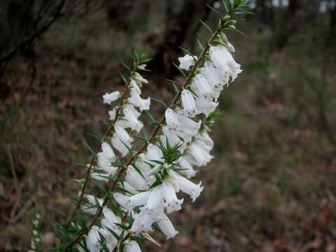 Plancia ëd Epacris impressa Labill.