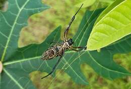 صورة Trichonephila antipodiana (Walckenaer 1841)