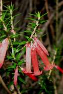 Plancia ëd Epacris impressa Labill.