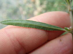 Image of Alternanthera denticulata R. Br.