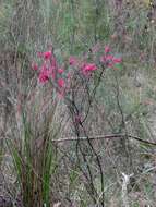 Plancia ëd Epacris impressa Labill.