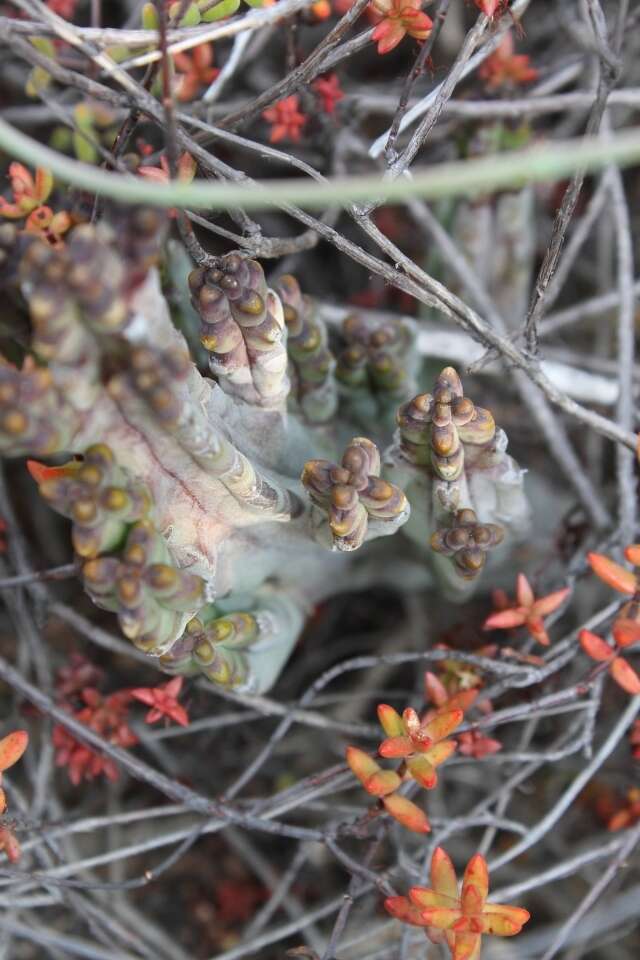 Image de Ceropegia ramosa (Masson) Bruyns