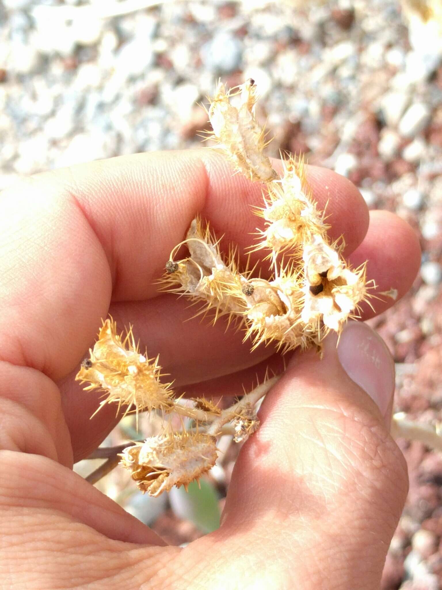 Image of Mojave pricklypoppy