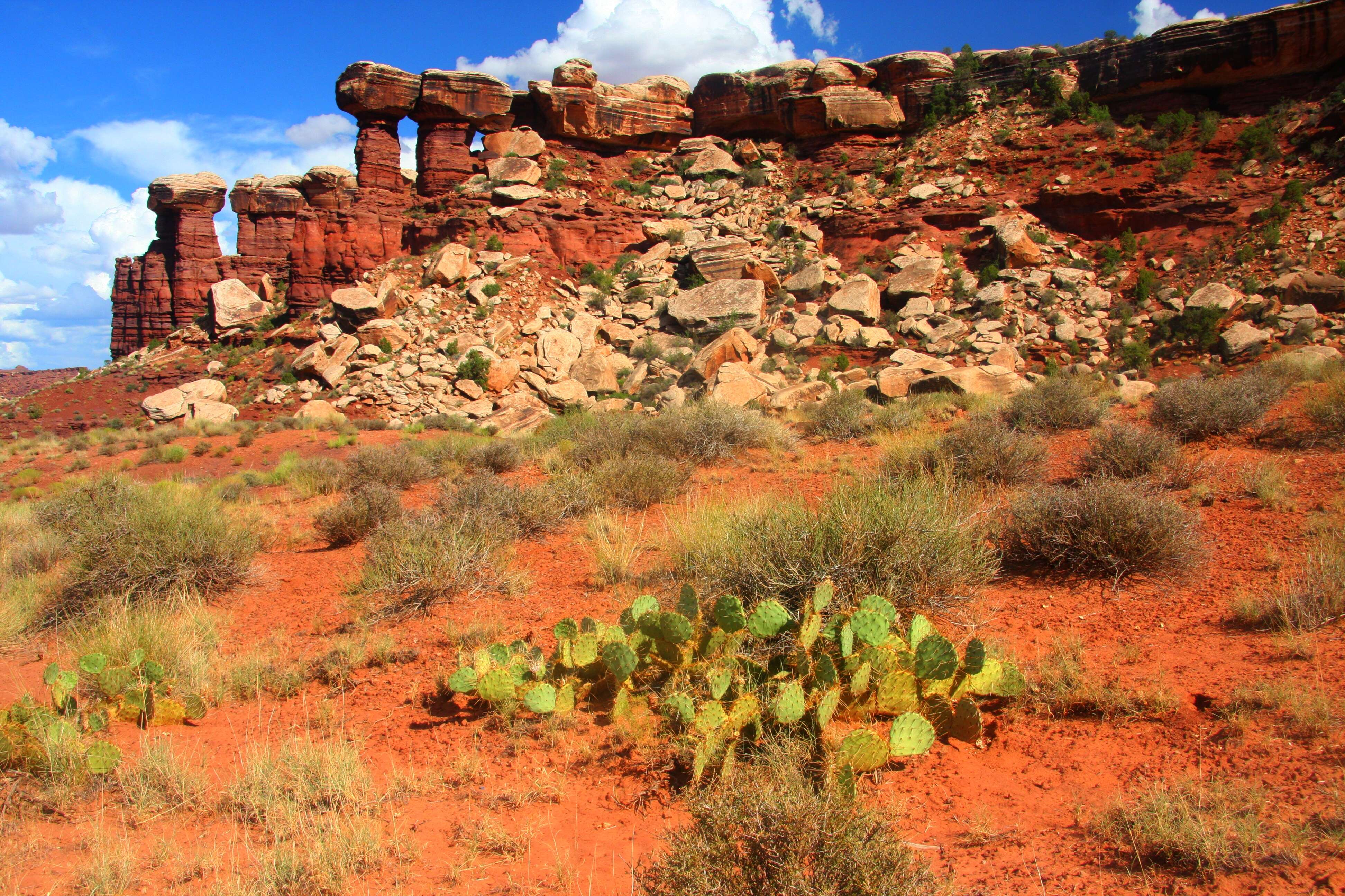 Image of Panhandle Prickly-pear