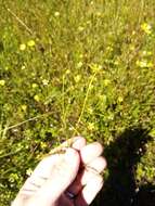 Image of Ranunculus glabrifolius Hook.