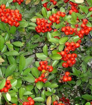 Image de Pyracantha coccinea M. J. Roemer