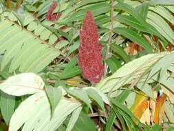 Image of staghorn sumac