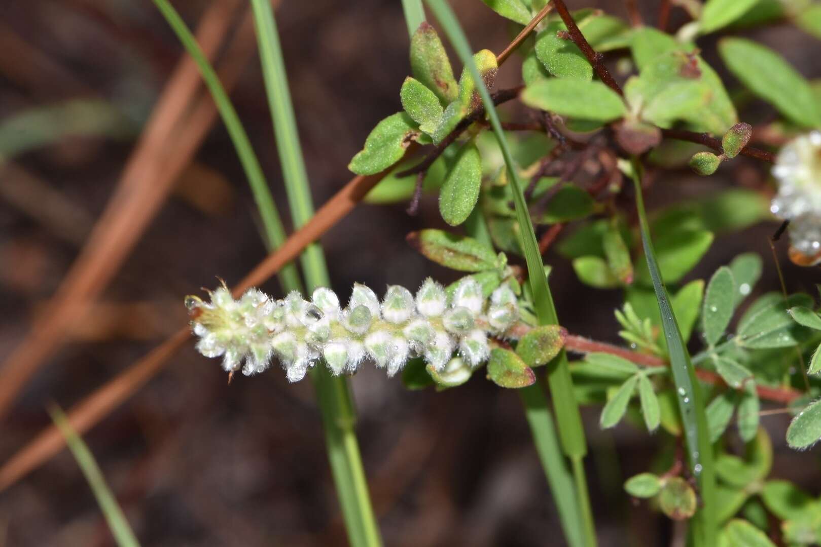 Plancia ëd Dalea villosa var. grisea (Torr. & A. Gray) Barneby