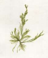 Image of Cladophora Kützing 1843