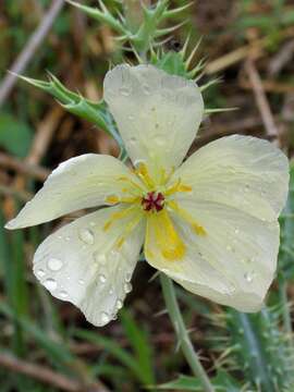 Image of Argemone ochroleuca subsp. ochroleuca