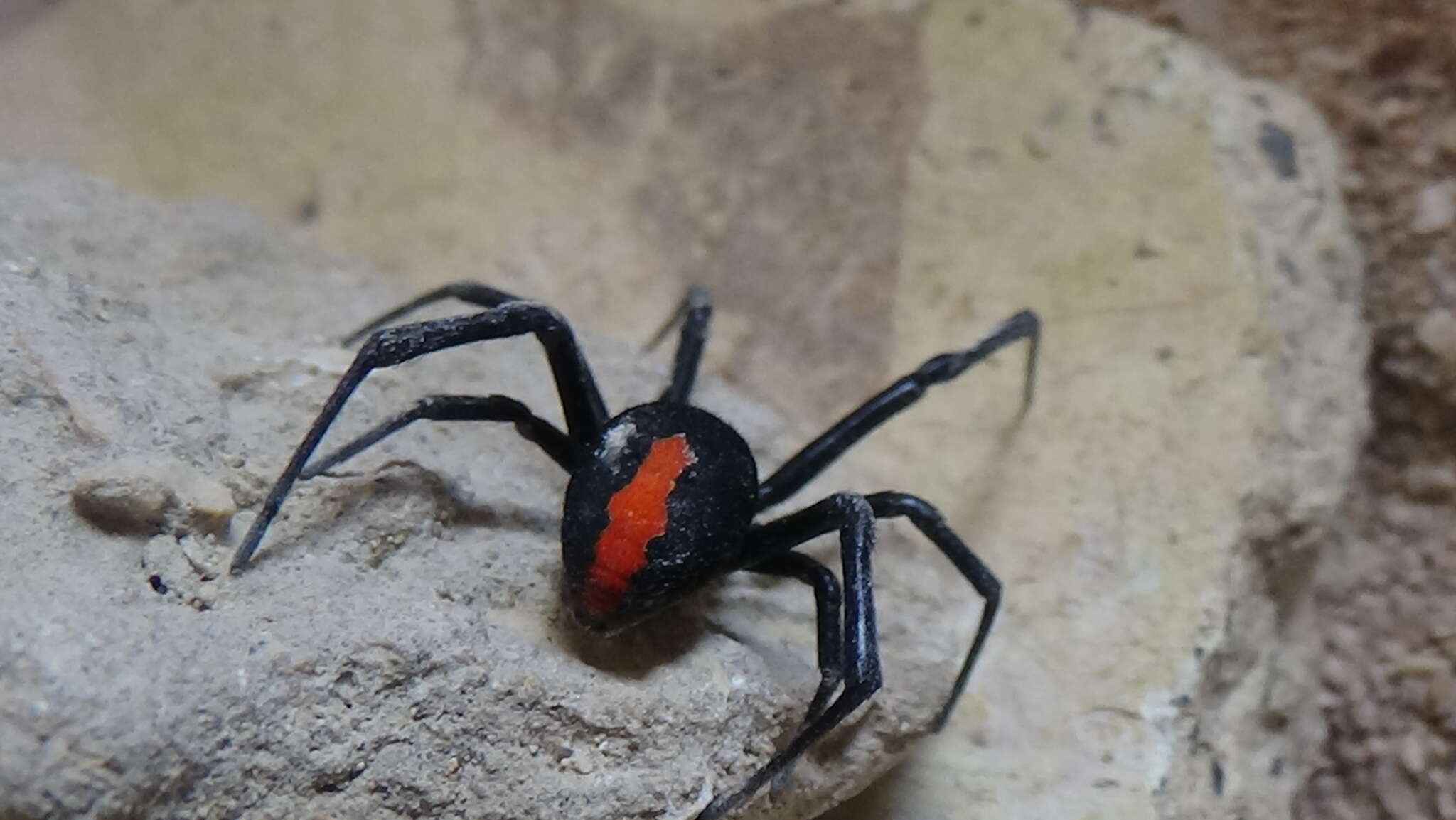 Plancia ëd Latrodectus cinctus Blackwall 1865