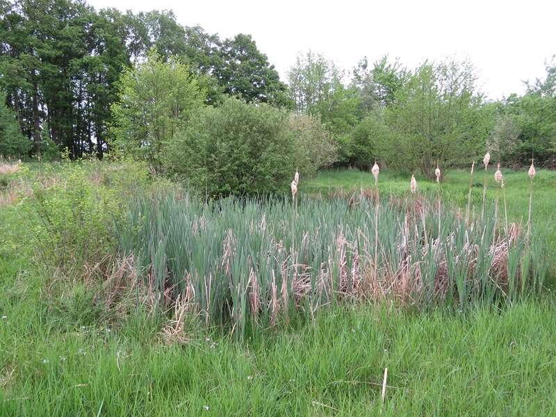 Image of broadleaf cattail