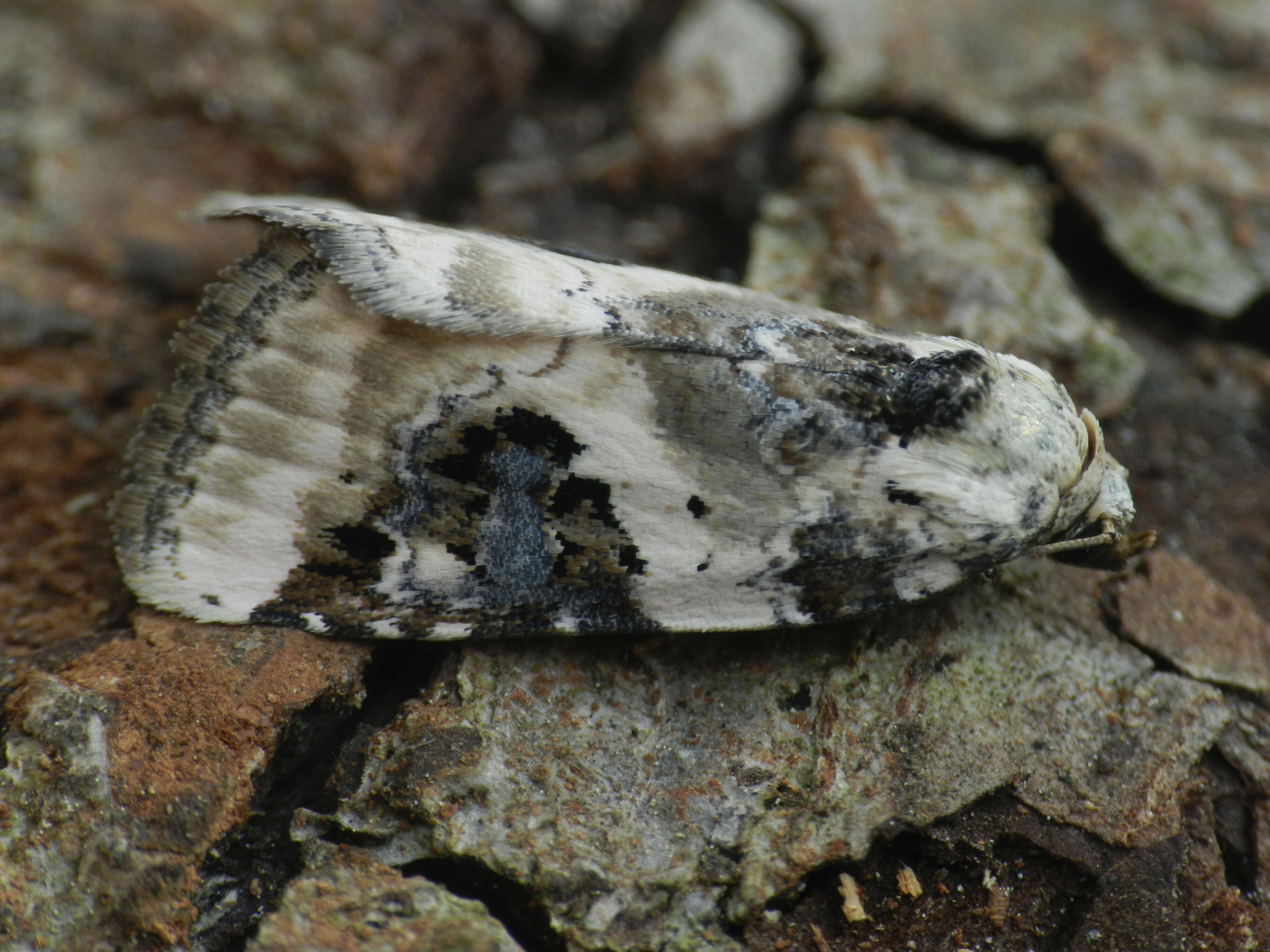 Image of shining marbled