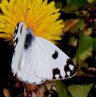 Image of Pontia helice (Linnaeus 1764)