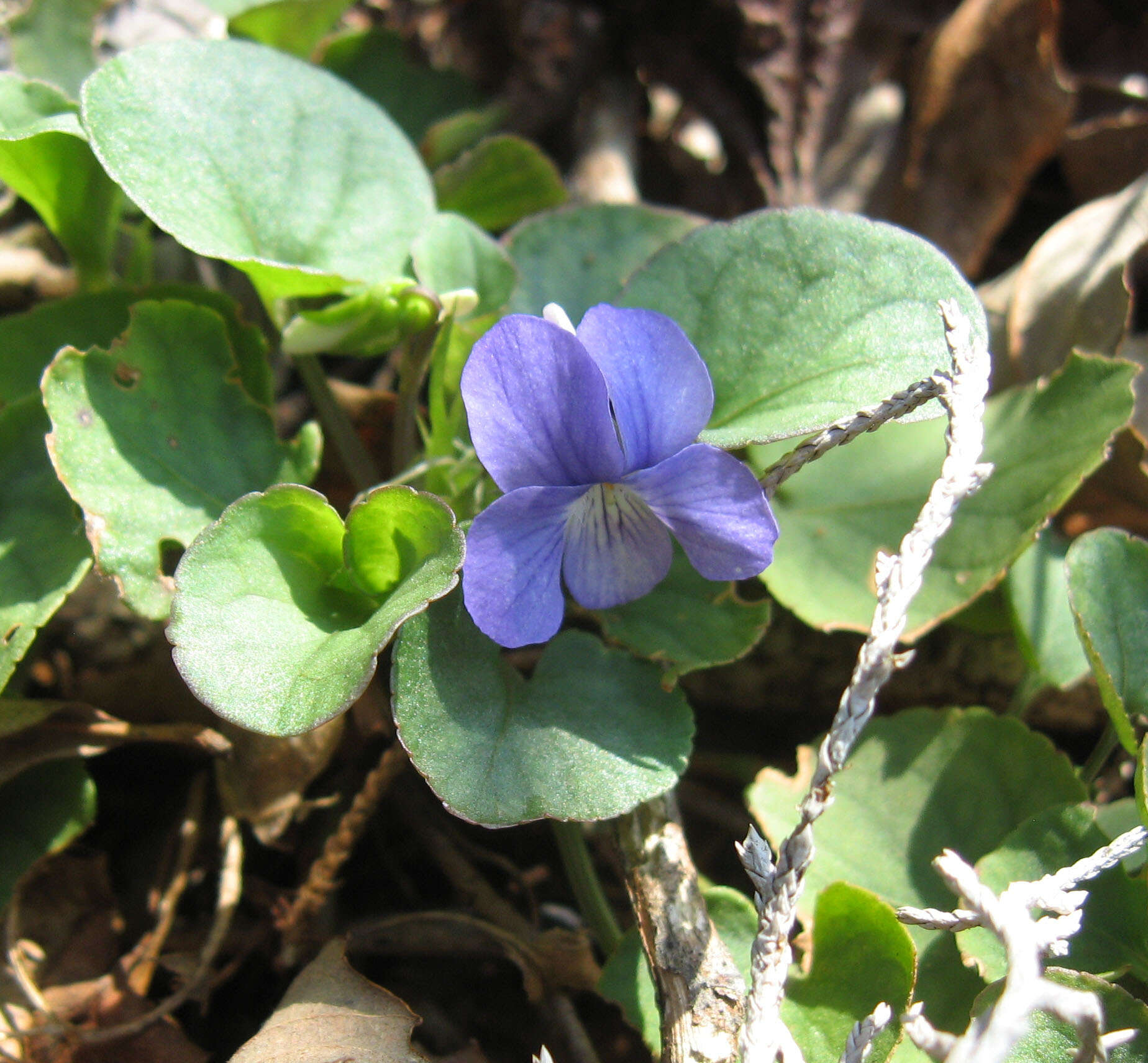 Image of prostrate blue violet