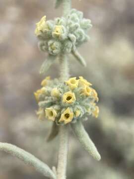 Image of Utah butterflybush