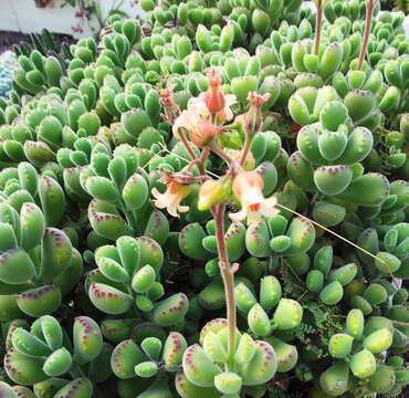 Image of Cotyledon tomentosa Harv.