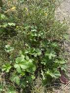 Image of Potentilla angarensis Popov