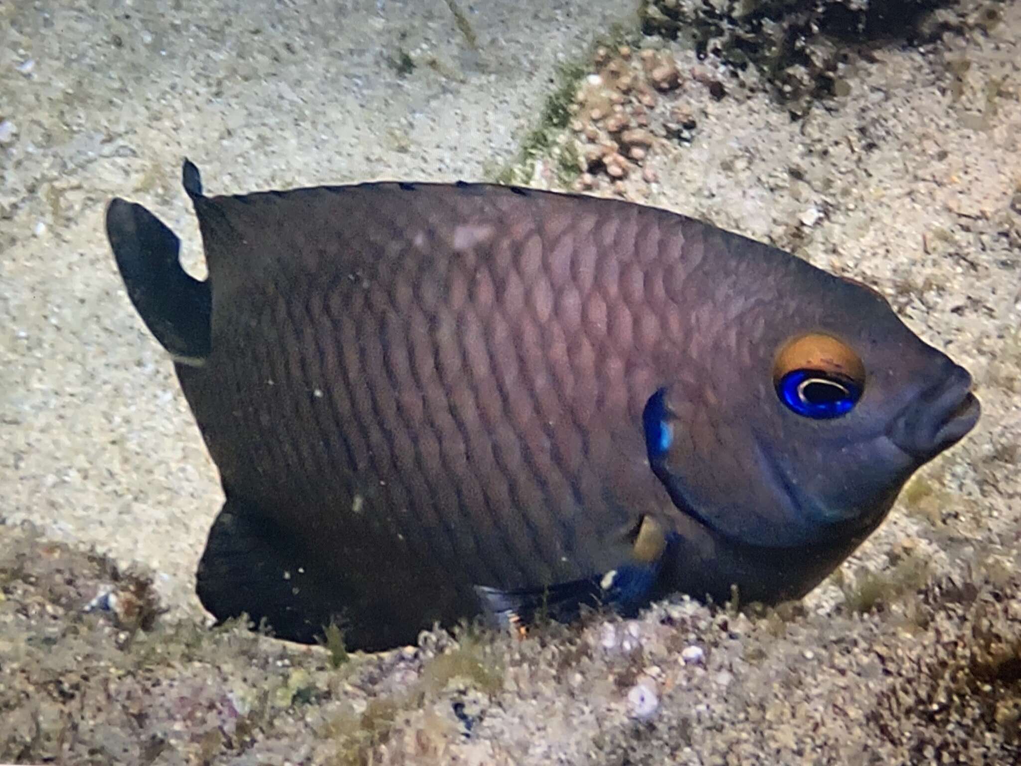 Image of Galapagos ringtail damselfish