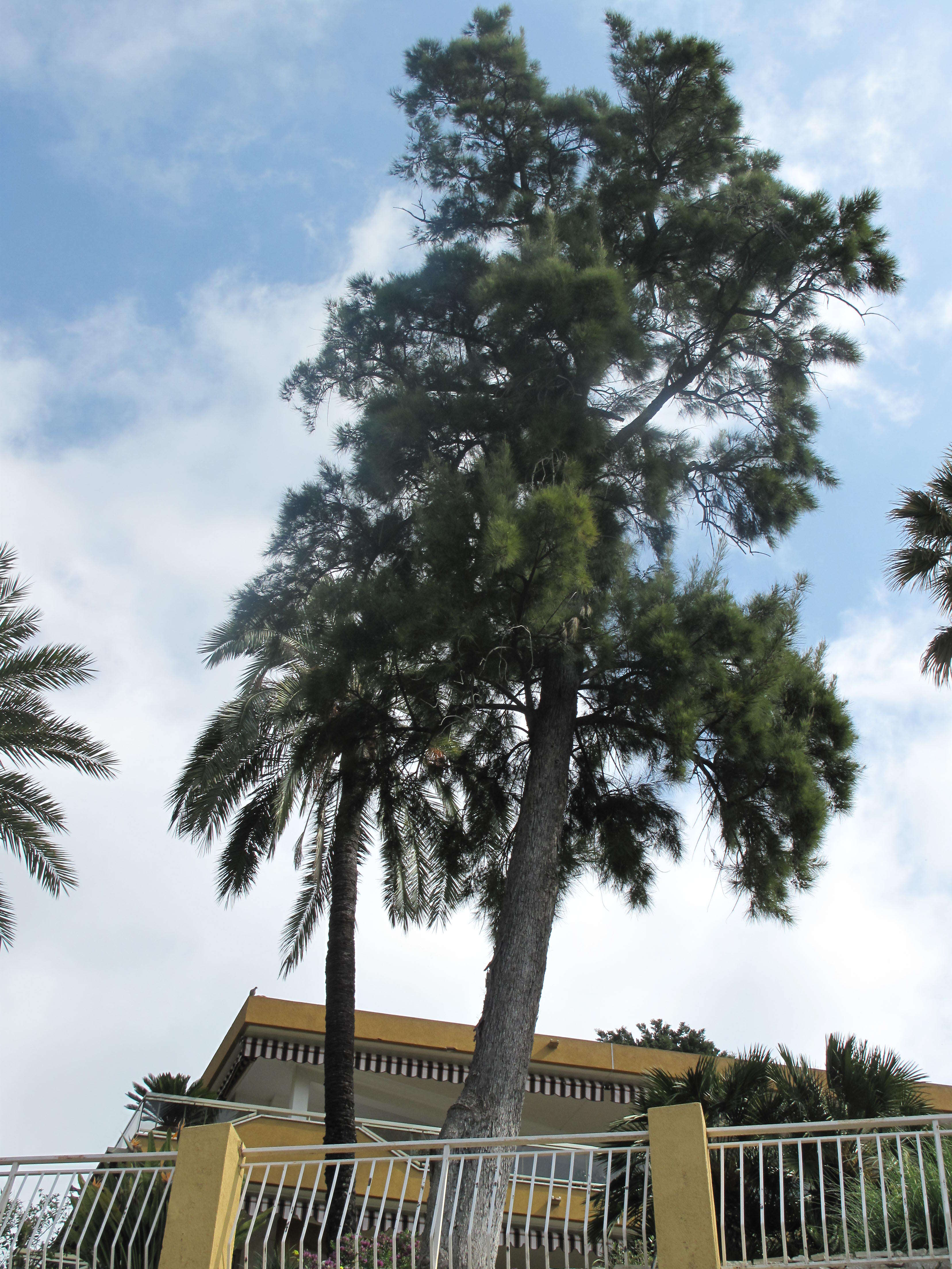 Image of beach sheoak