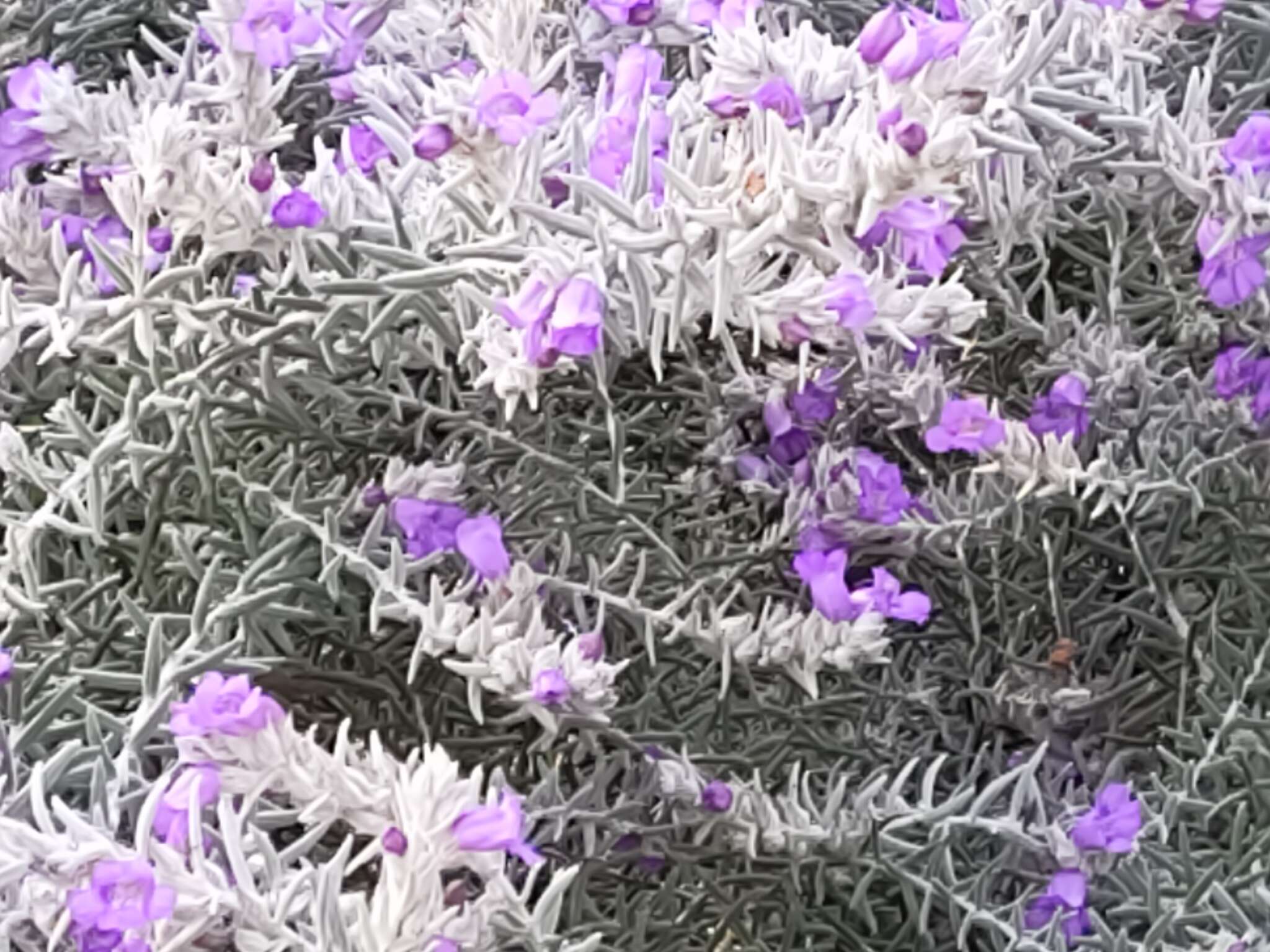 Eremophila nivea R. J. Chinnock resmi