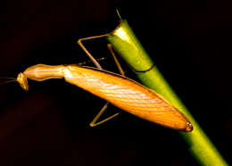 Image of Mantis