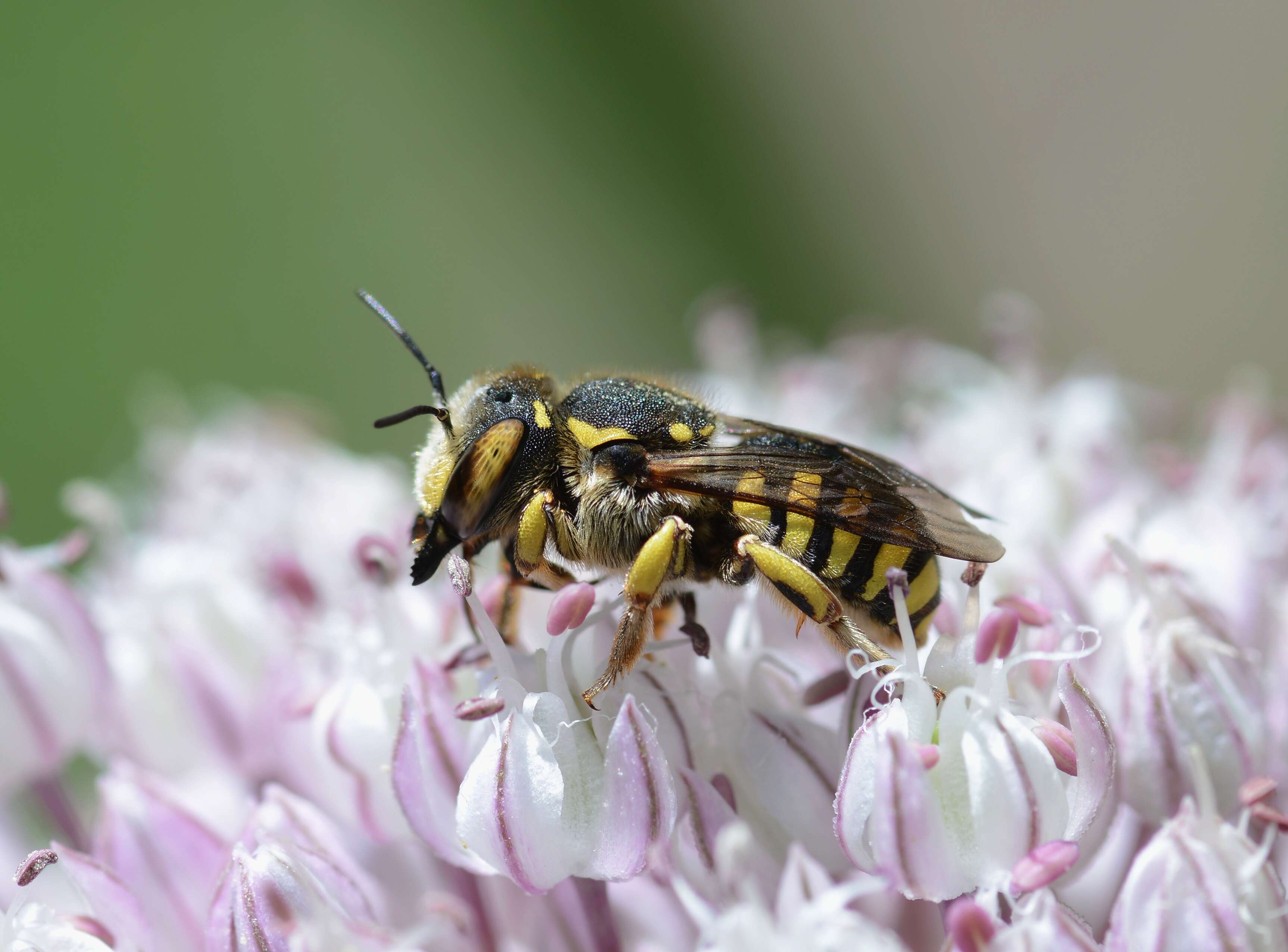 Image de Anthidium florentinum (Fabricius 1775)