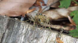 Image of Blackspotted Pliers Support Beetle