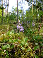 Image of Health Speedwell