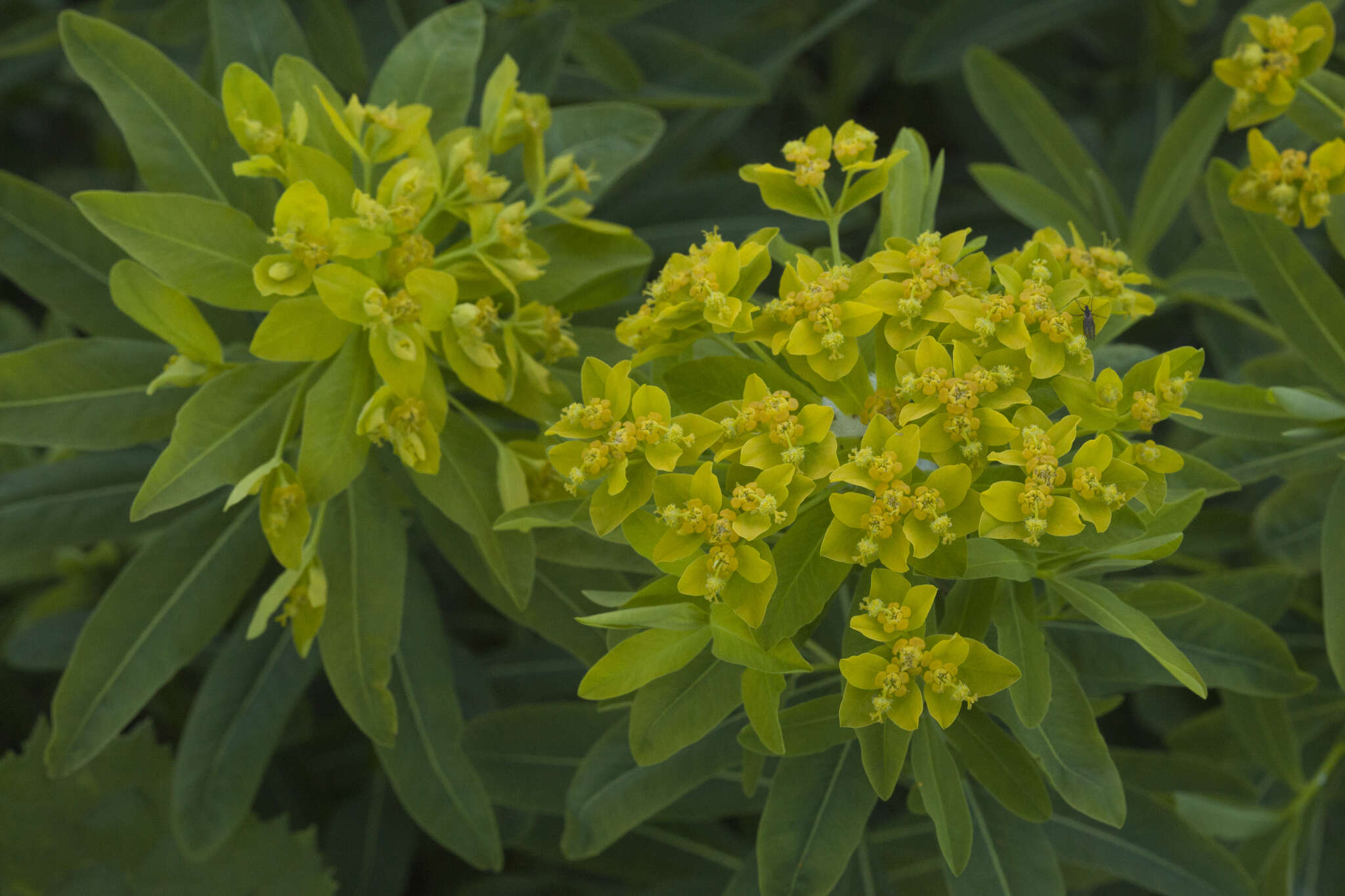 Image of Euphorbia eugeniae Prokh.