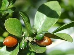 Image of orange jasmine