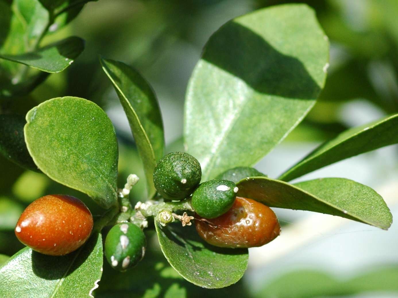 Image of orange jasmine