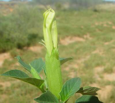 Image of Leichhardt's datura