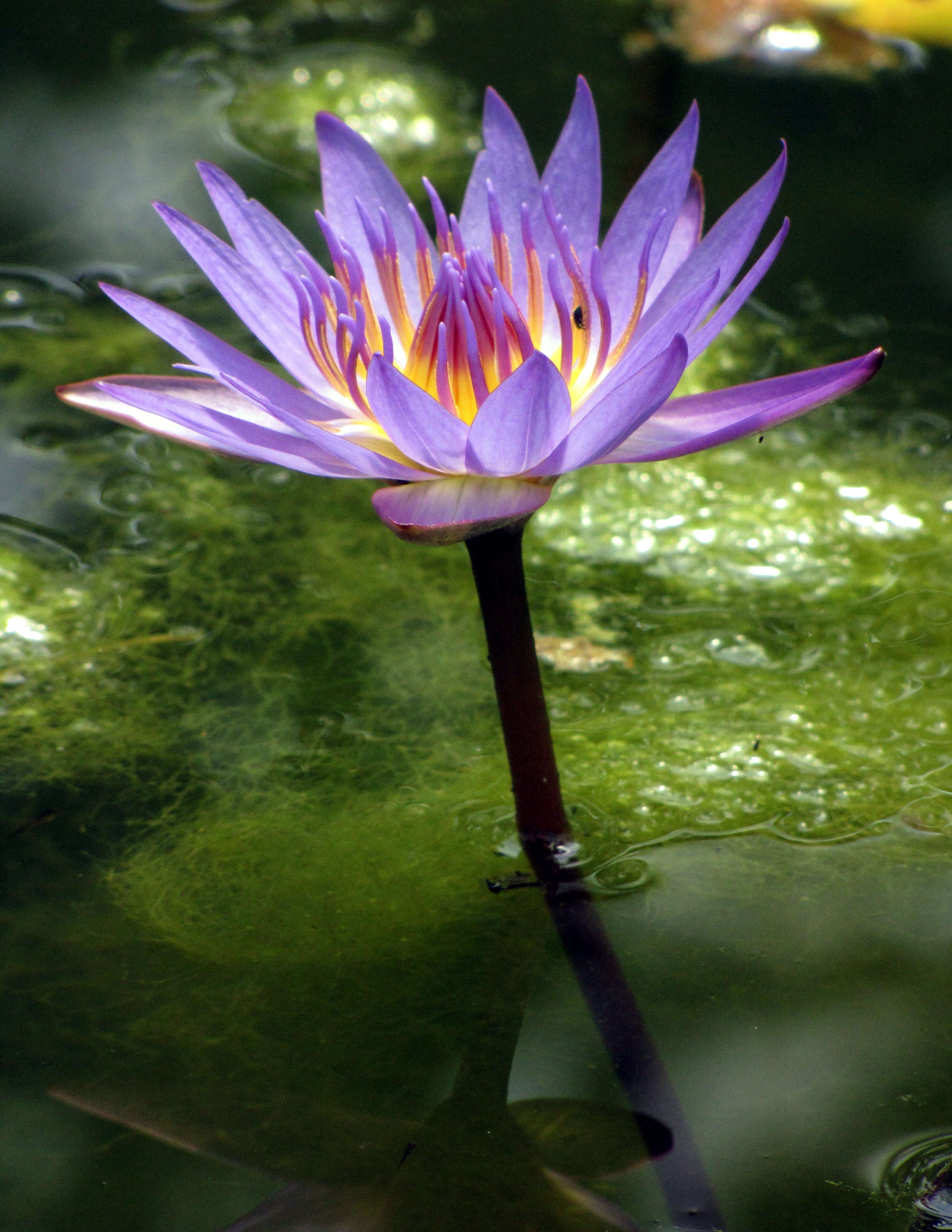 Image of Cape Blue Water-Lily