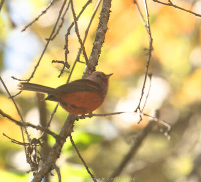 Image of Pink-headed Warbler