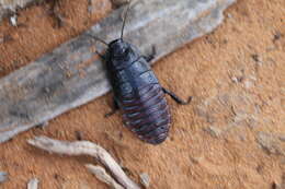 Image of Gromphadorhina grandidieri Kirby & W. F. 1904