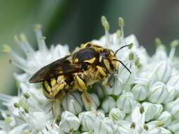 Image de Anthidium florentinum (Fabricius 1775)