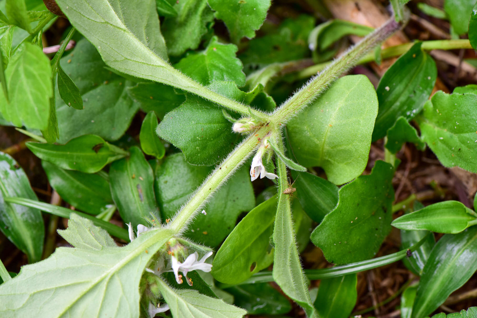 Image of Ajuga nipponensis Makino